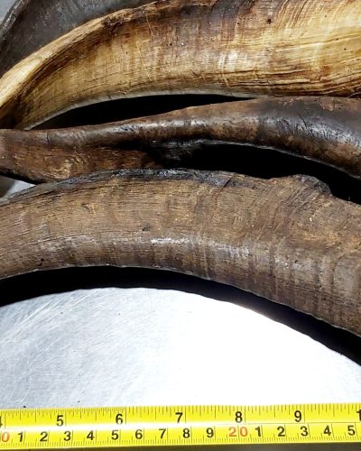 large horn 2