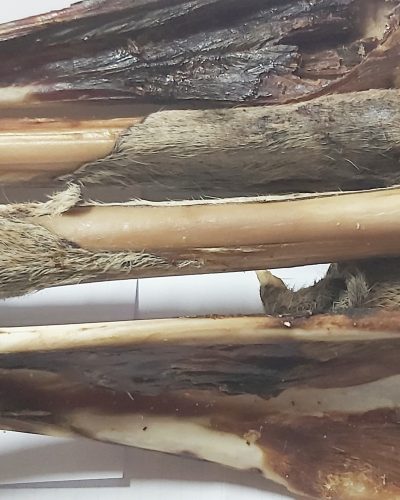 kangaroo leg bone 2